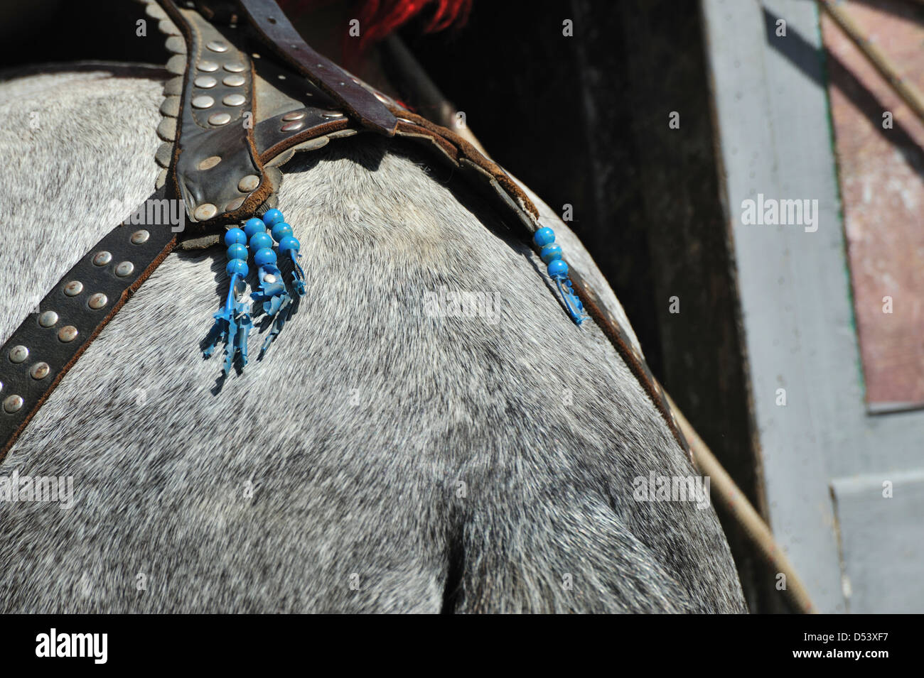 Horse harness decorative hires stock photography and images Alamy