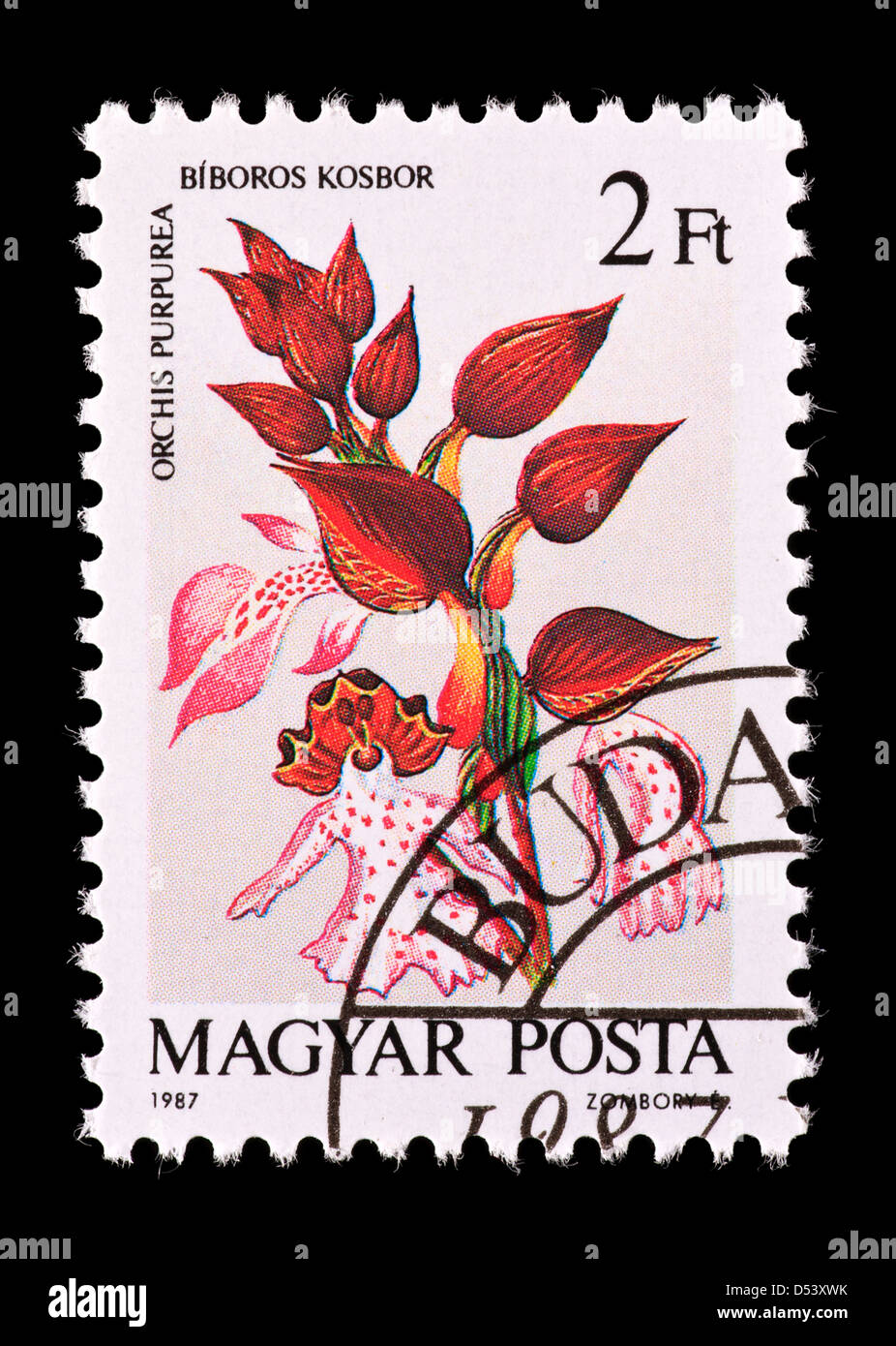 Postage stamp from Hungary depicting a Lady Orchid (Ochis purpurea ...