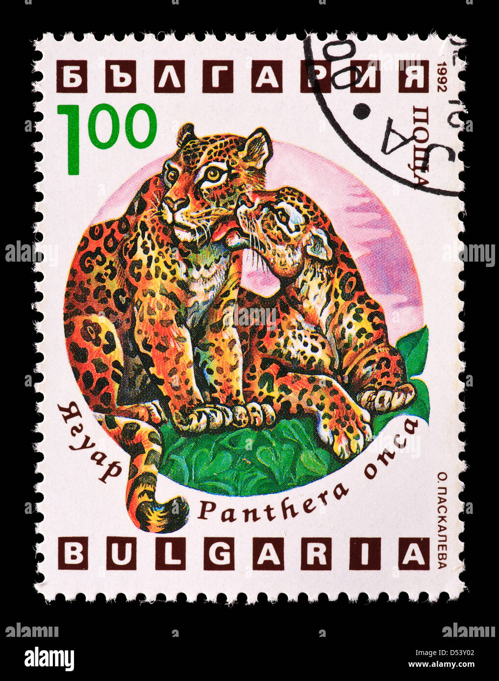 Postage stamp from Bulgaria depicting a jaguar mother with young (Panthera onca) Stock Photo