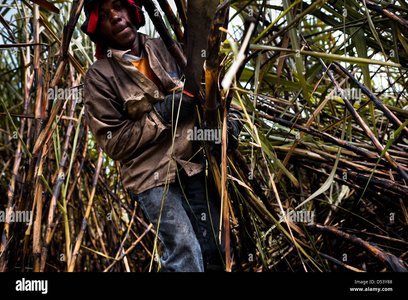 A worker carries sugar cane stalks on a plantation near Florida, Valle del Cauca, Colombia Stock