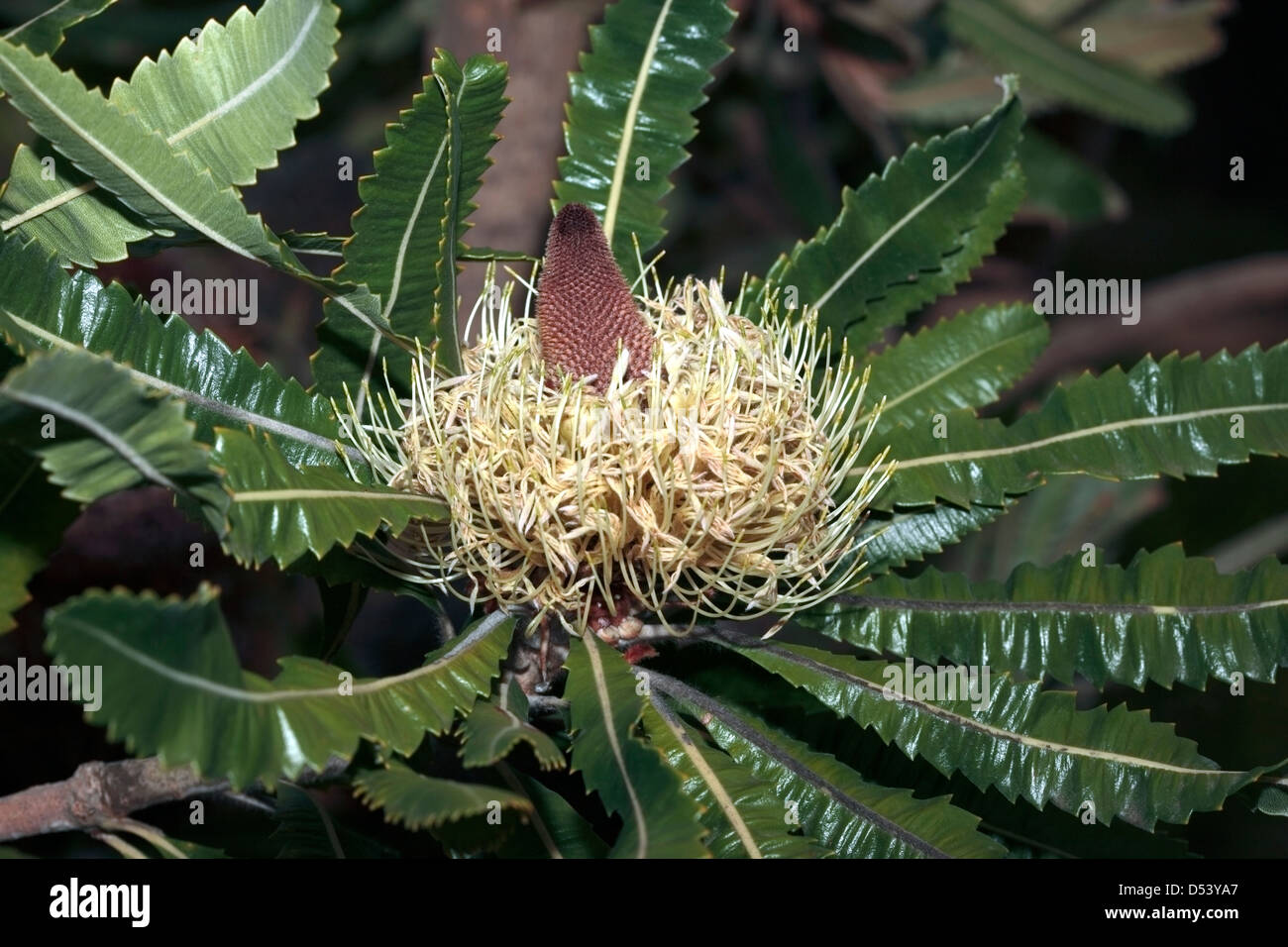 Saw Banksia early growth of flower spike/ Banksia serrata -Family Proteaceae Stock Photo