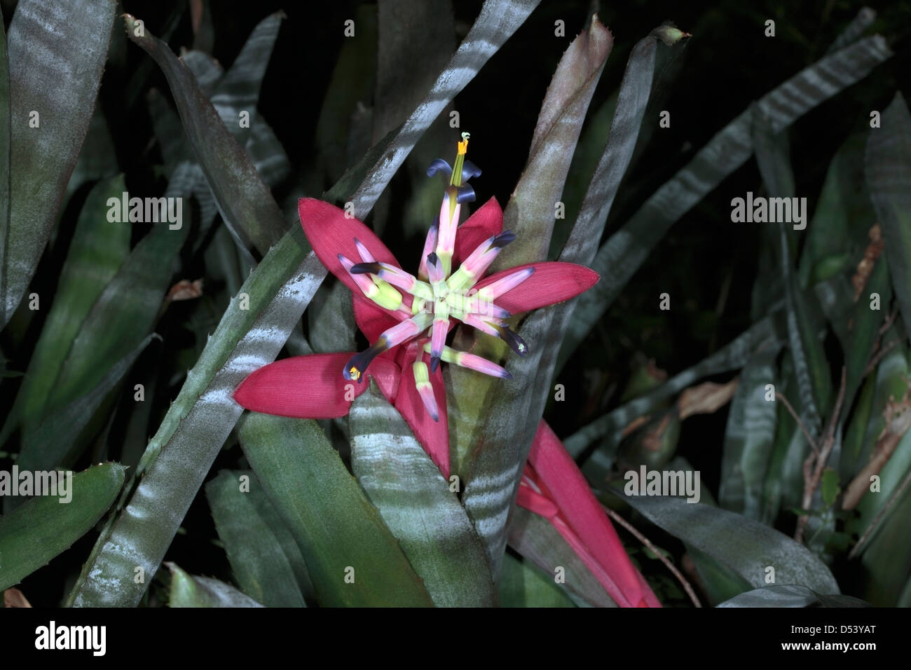Bromeliad / Vase Plant /Billbergia vittata- Family Bromeliaceae Stock Photo