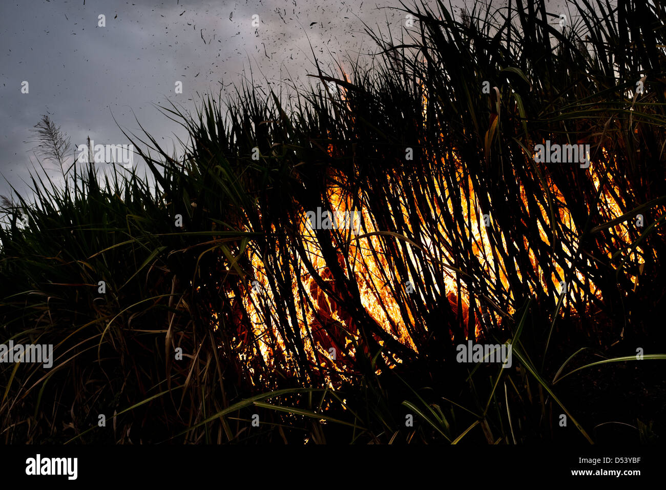 A burning sugar cane plantation, causing air pollution, seen near