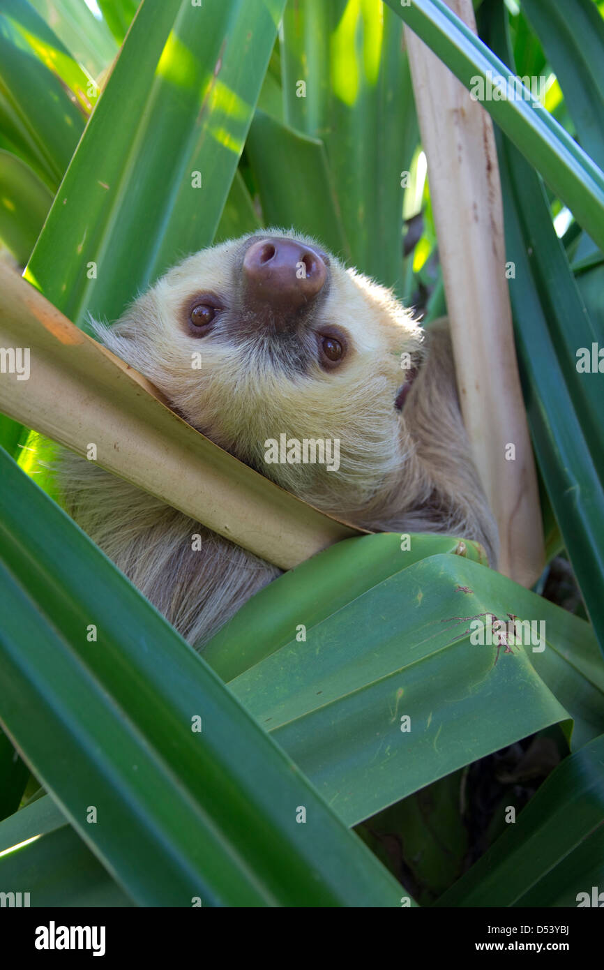 Sloth, seen at Morgan's Rock Hacienda & Ecolodge, near San Juan del Sur