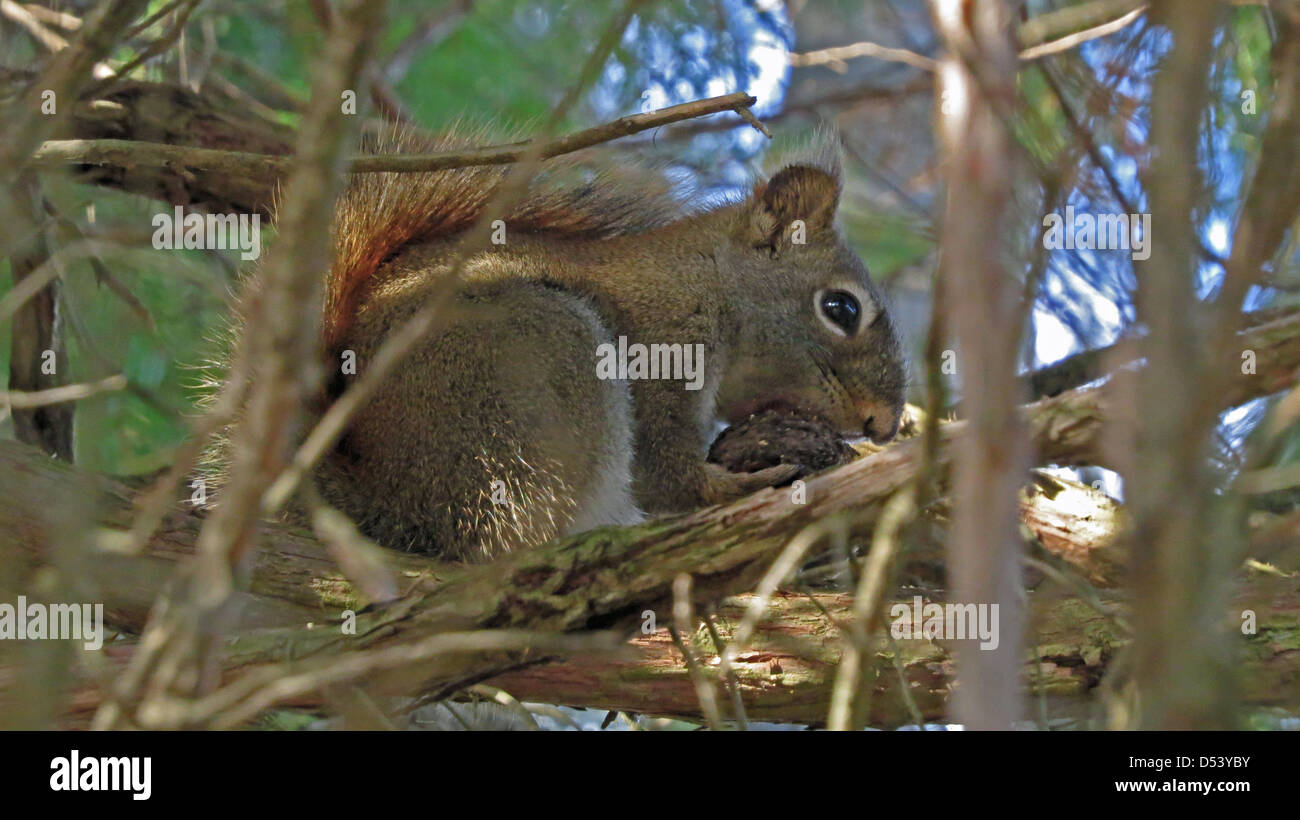 Eastern red squirrel eating black walnut Stock Photo Alamy