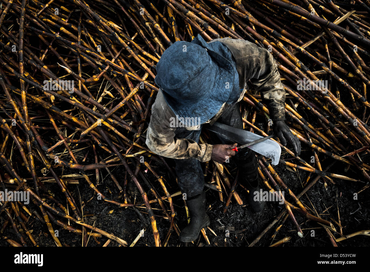 Cane cutter hires stock photography and images Alamy