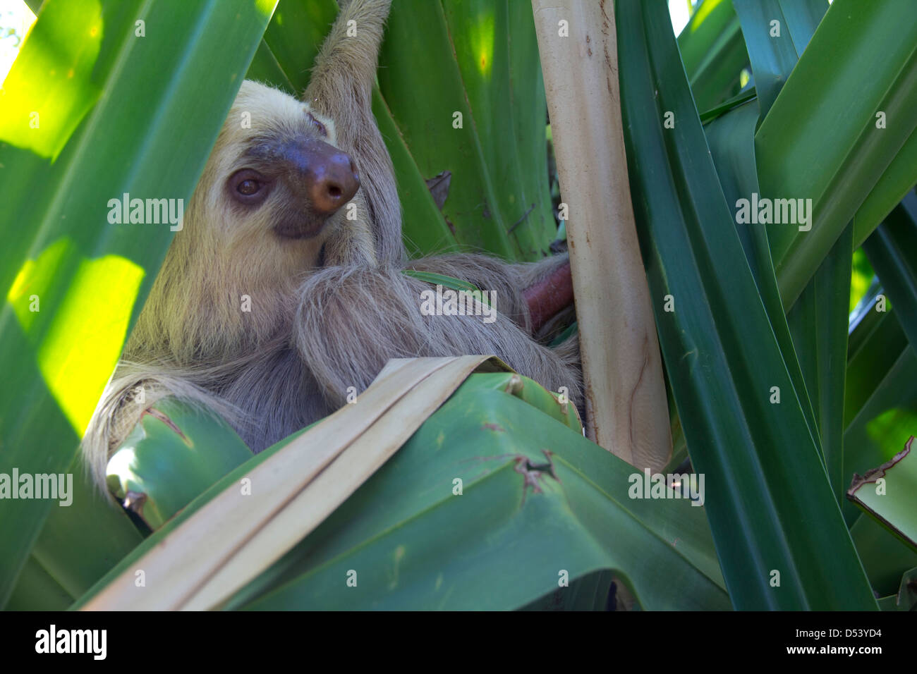 Sloth, seen at Morgan's Rock Hacienda & Ecolodge, near San Juan del Sur