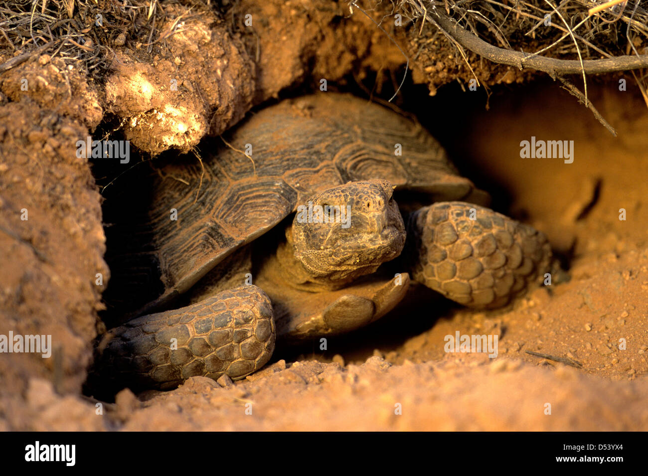 Desert tortoise in the Red Cliffs Desert Reserve near St. George, Utah, USA Stock Photo