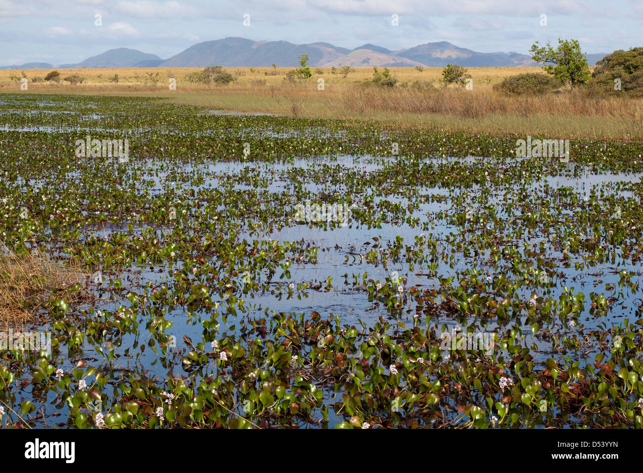 Karanambu Ranch. Seasonal lakes and swamps on the Rupununi Savannah. Water Hyacinth (Eichhornia sp. ) foreground. Guyana. Stock Photo