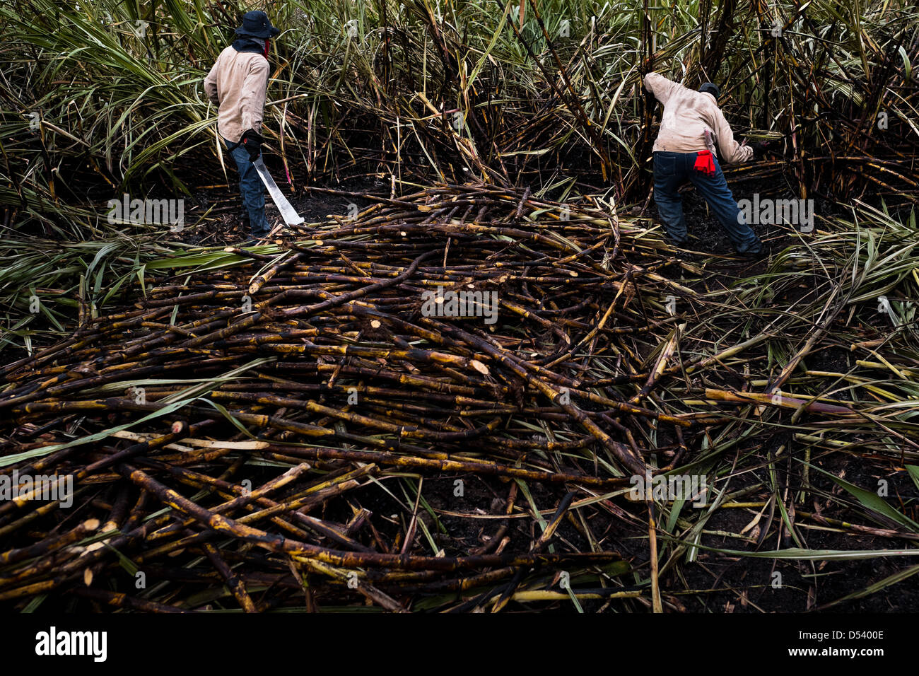 Sugar cane cutters work in a field near Florida, Valle del Cauca