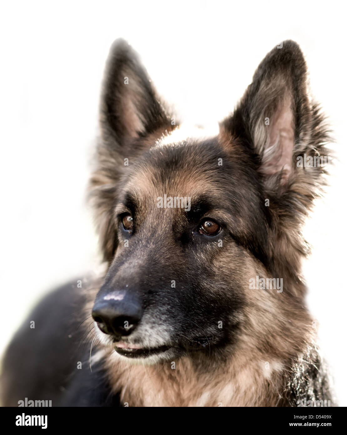 A Well Groomed Pedigree Long Haired German Shepherd Dog At Four