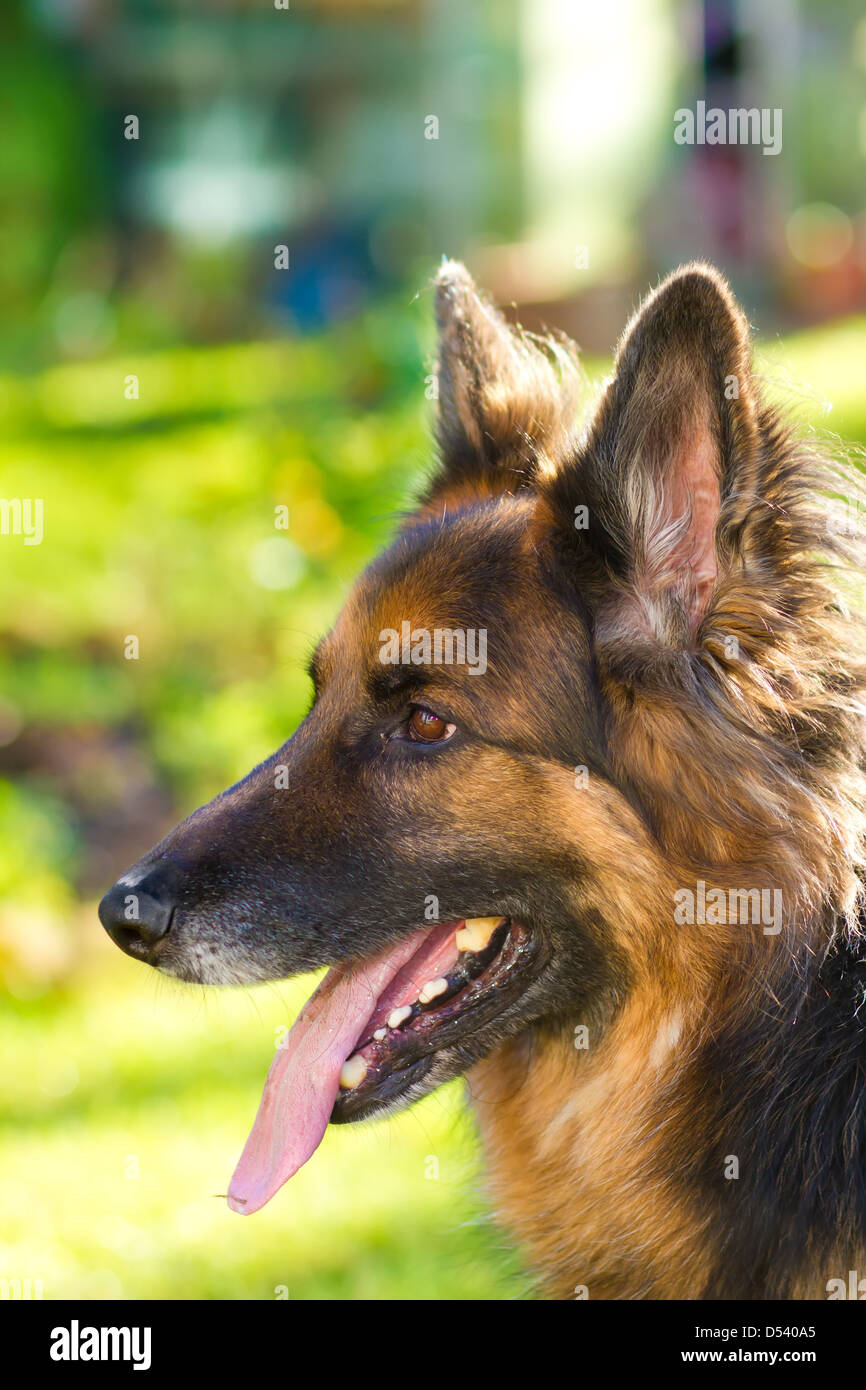 A well groomed, pedigree, long haired German Shepherd Dog at four years