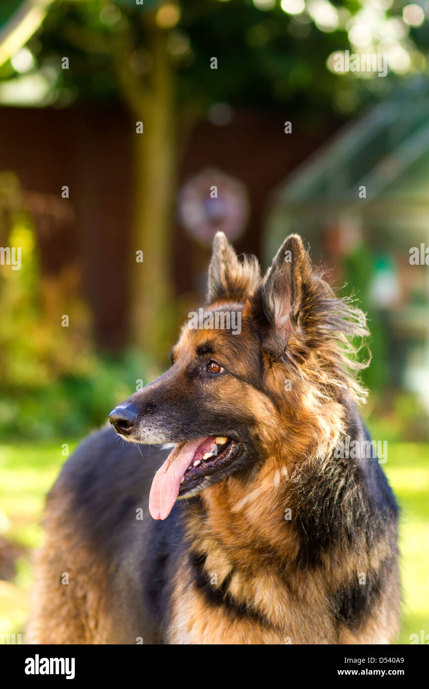 A well groomed, pedigree, long haired German Shepherd Dog at four years