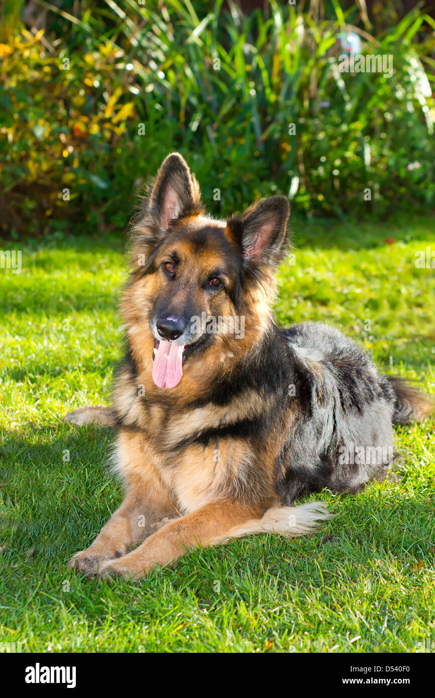 A well groomed, pedigree, long haired German Shepherd Dog at four years of age Stock Photo