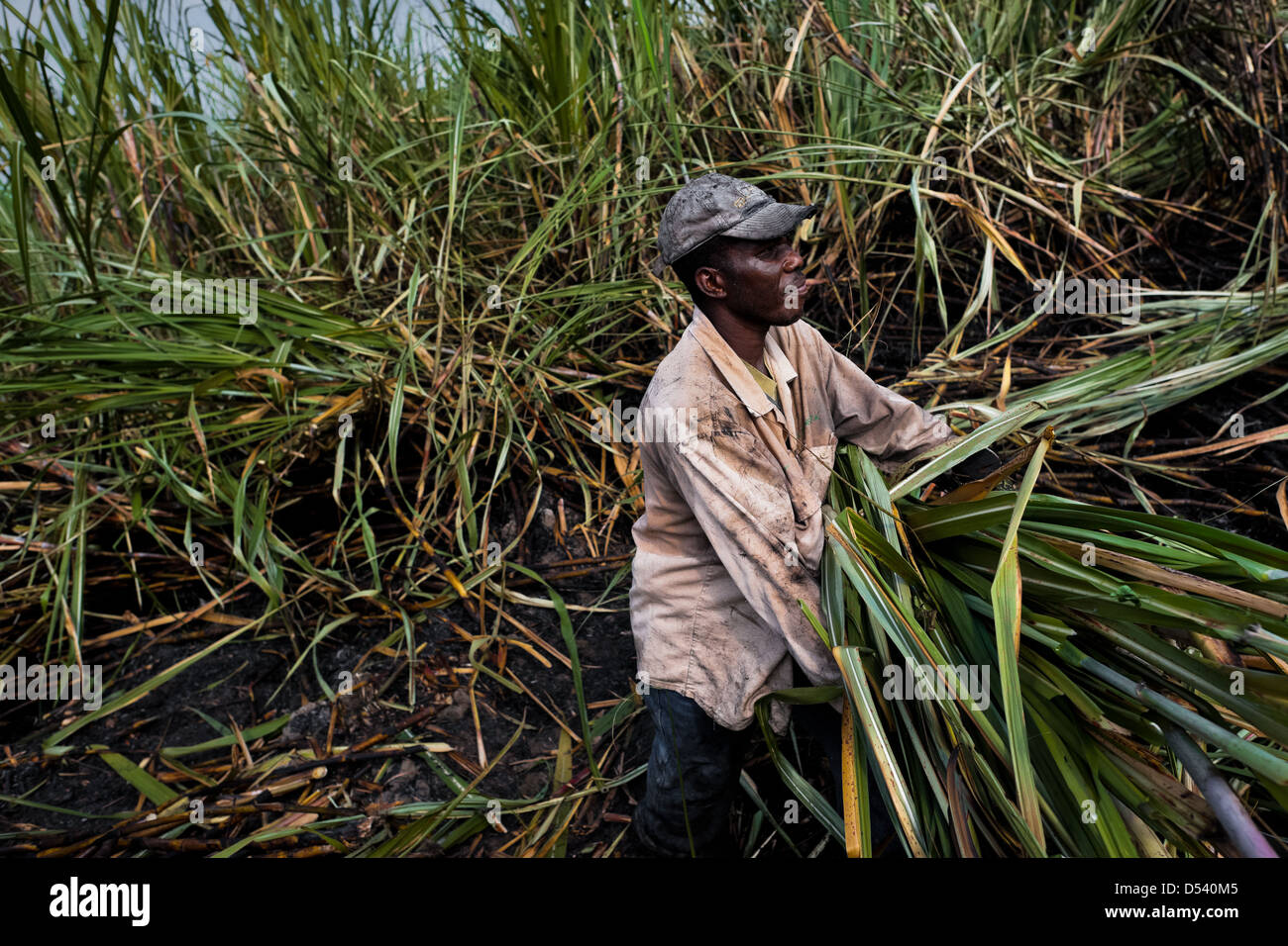 A worker carries sugar cane stalks on a plantation near Florida, Valle