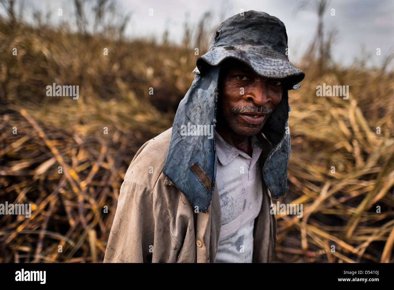 A sugar cane cutter seen at work in a field near Florida, Valle del