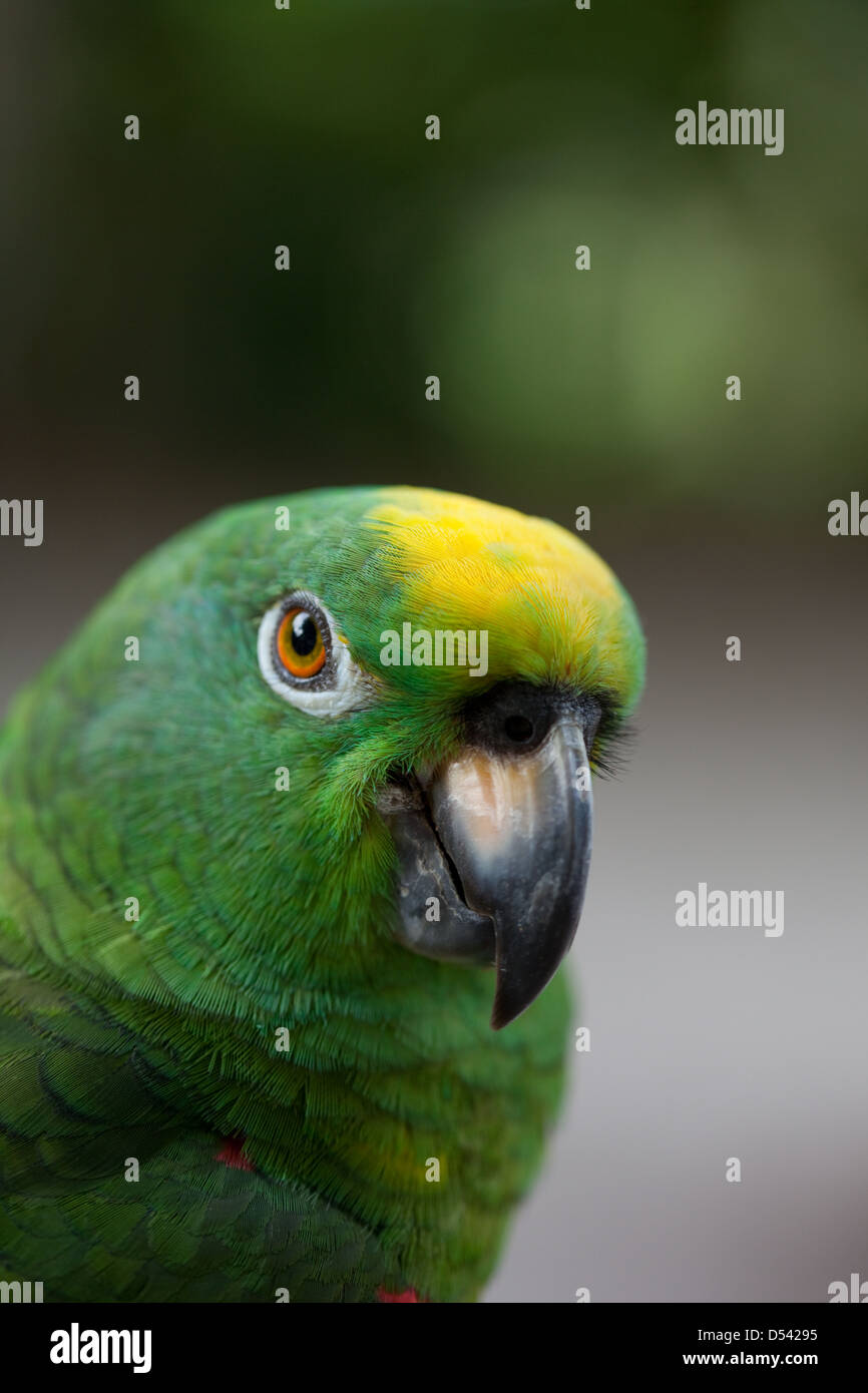 Yellow-crowned Amazon Parrot Amazona ochrocephala ochrocephala Stock Photo