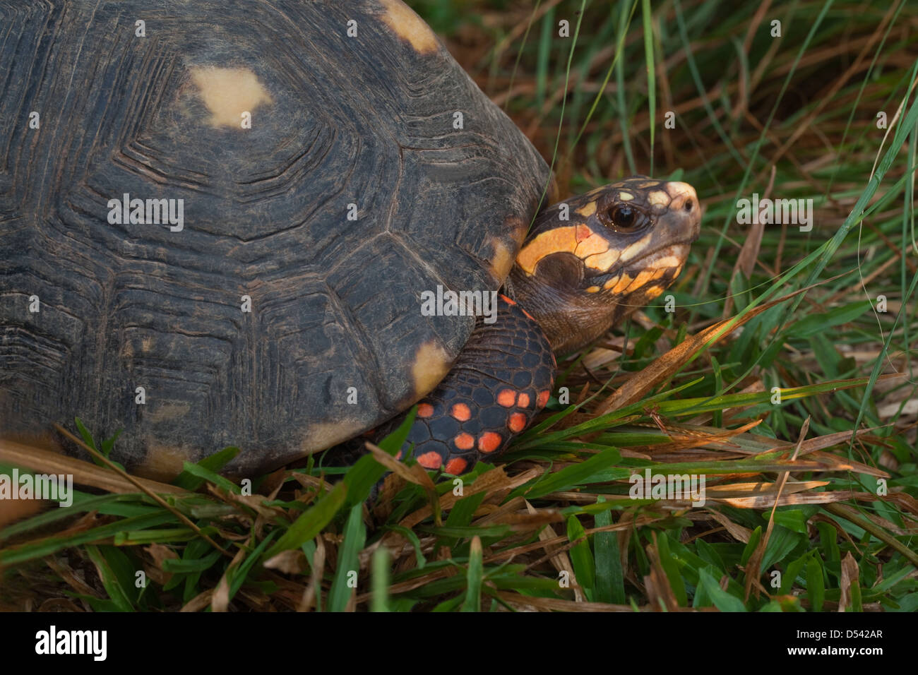 Red-footed Tortoise Chelonoides (Geochelone) carbonaria. Adult. Native ...