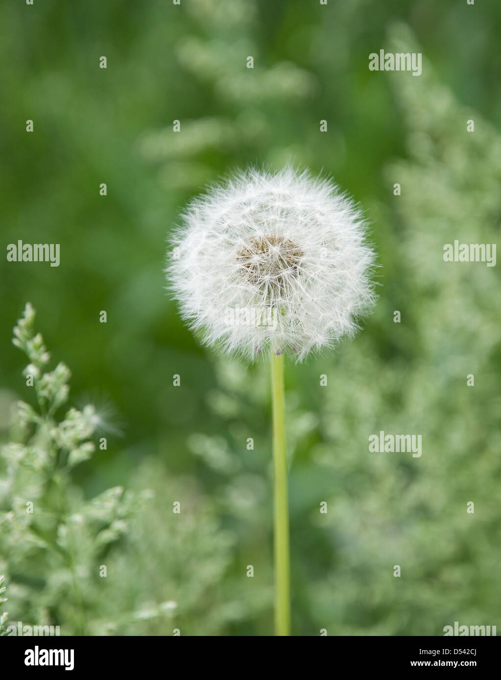 Dandelion is photographed close-up Stock Photo