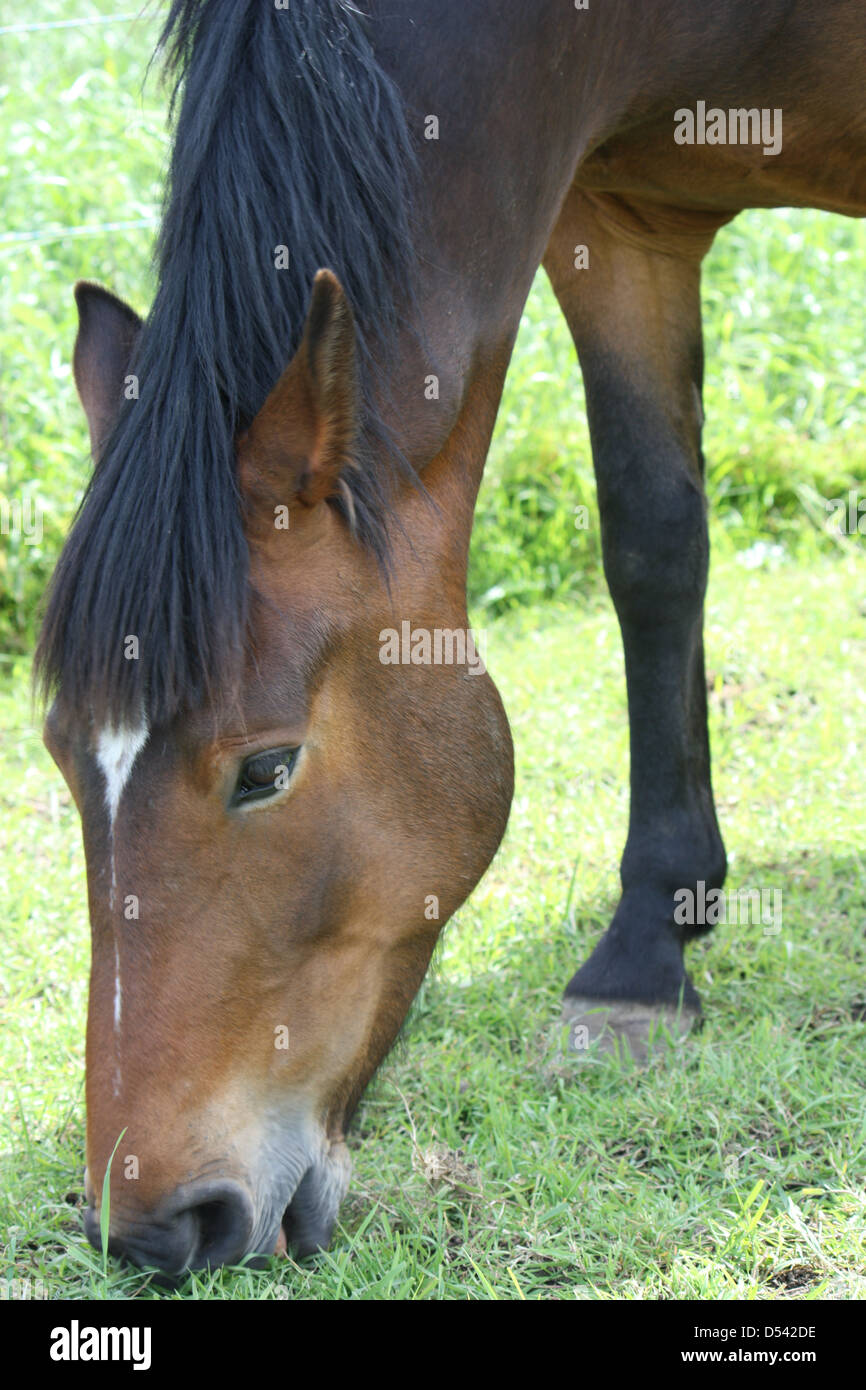 Laminitis horse hires stock photography and images Alamy