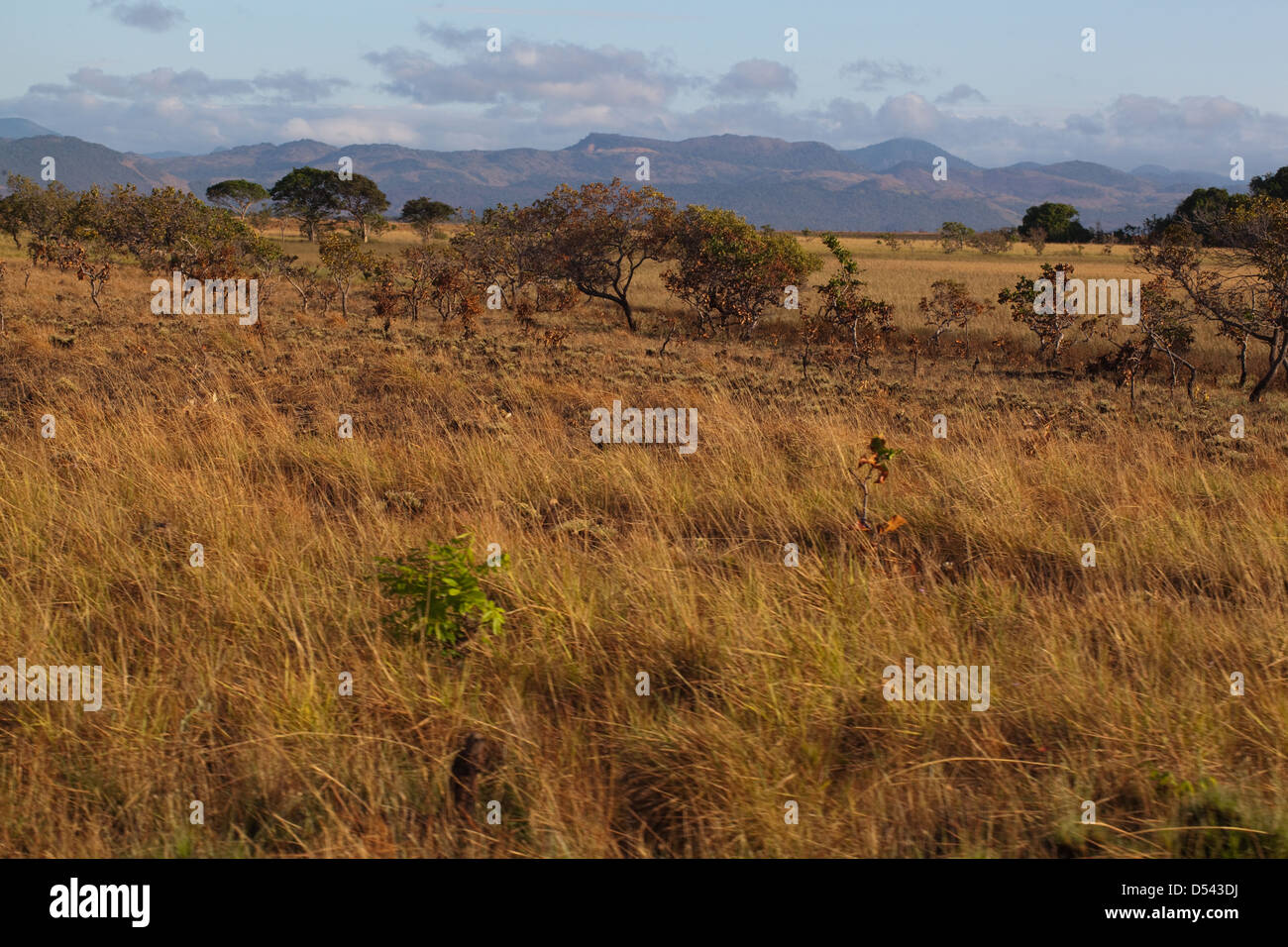 Savanna Grasslands, with Kanuku Mountains. Rupununi. November. Guyana. South America. Stock Photo