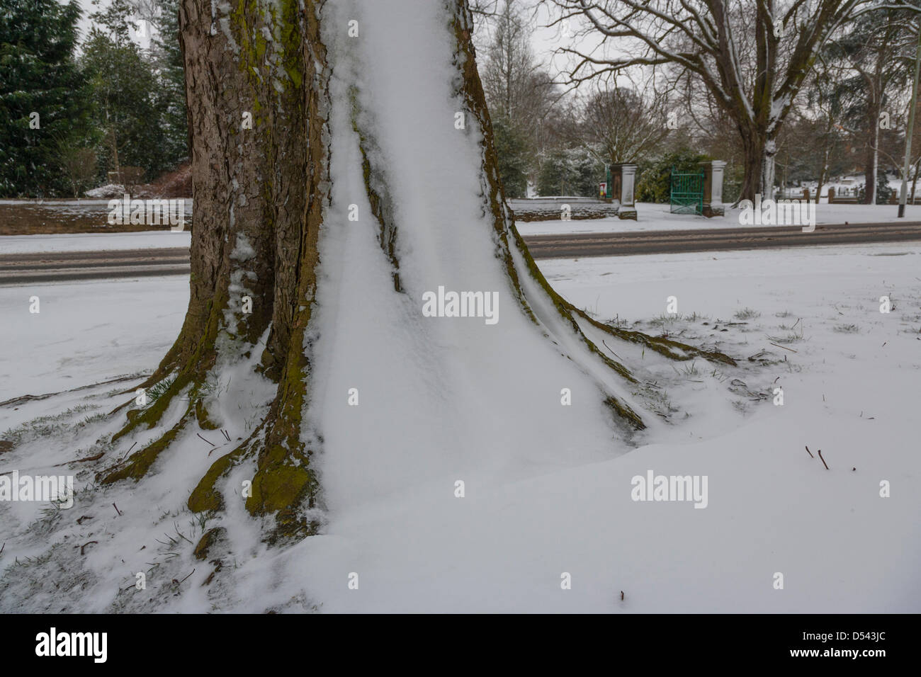 Northampton, UK. 24th March 2013. constant light snow overnight leaves snow drifting agains tree trunks. Credit: Keith Smith/ Alamy Live News Stock Photo