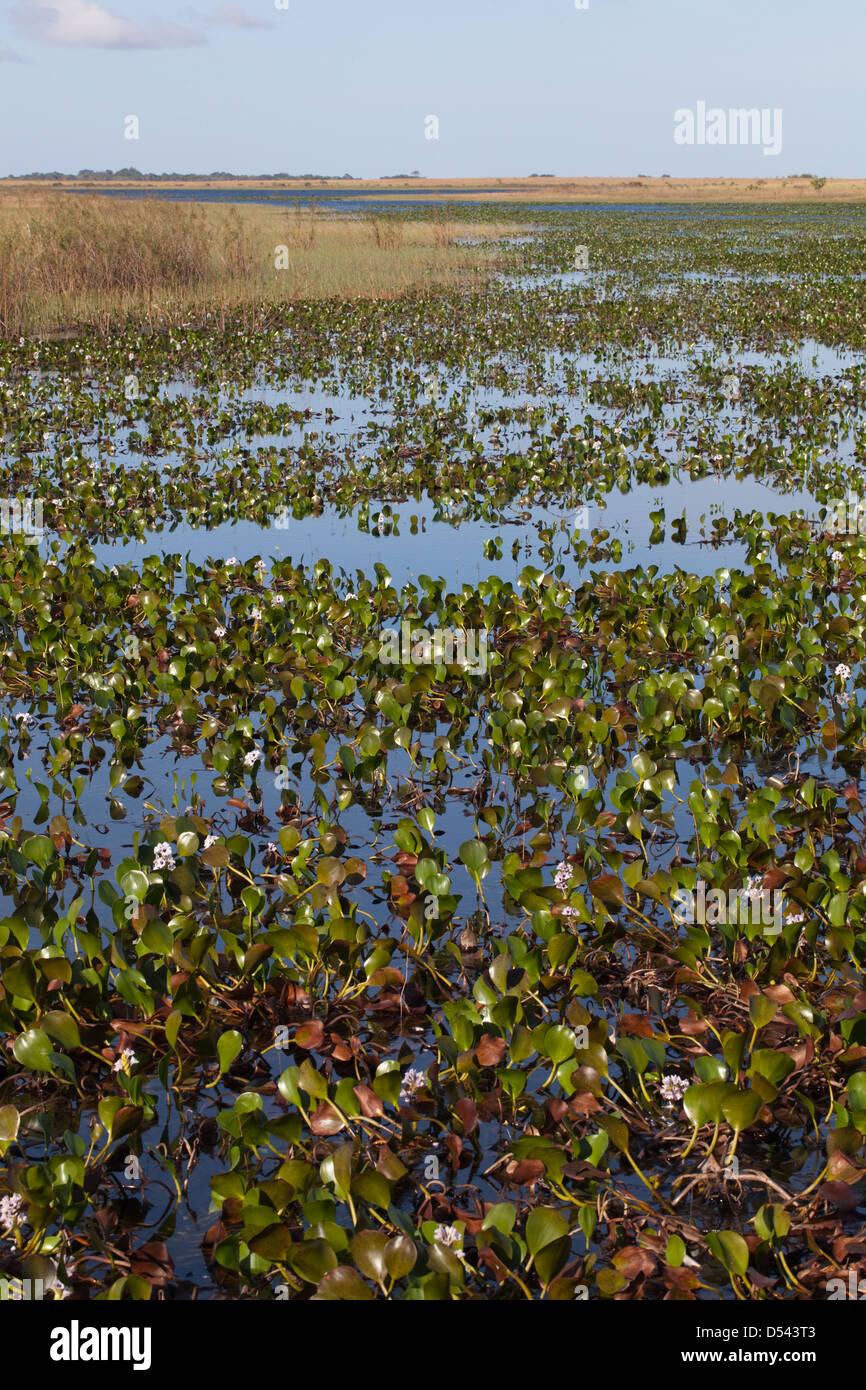 Karanambu Ranch. Seasonal lakes and swamps on the Rupununi Savannah ...