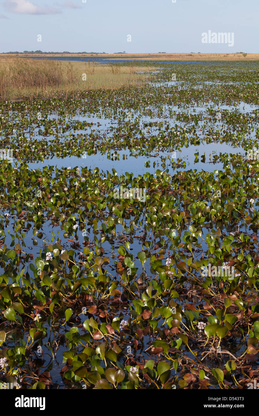 Karanambu Ranch. Seasonal lakes and swamps on the Rupununi Savannah. Water Hyacinth (Eichhornia sp. ) foreground. Guyana. South America. Stock Photo
