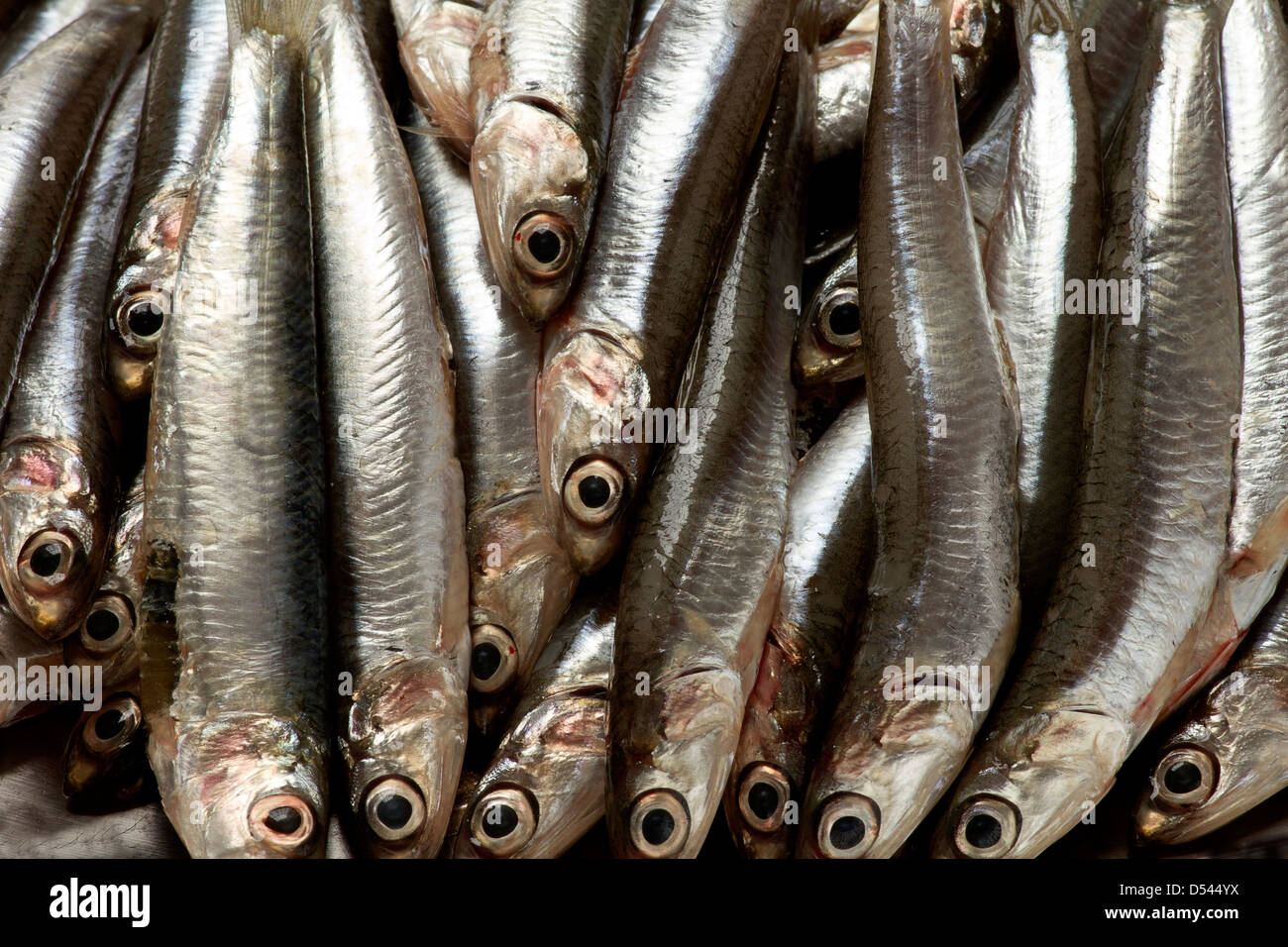 Anchovy.small Mediterranean fish on tray Stock Photo