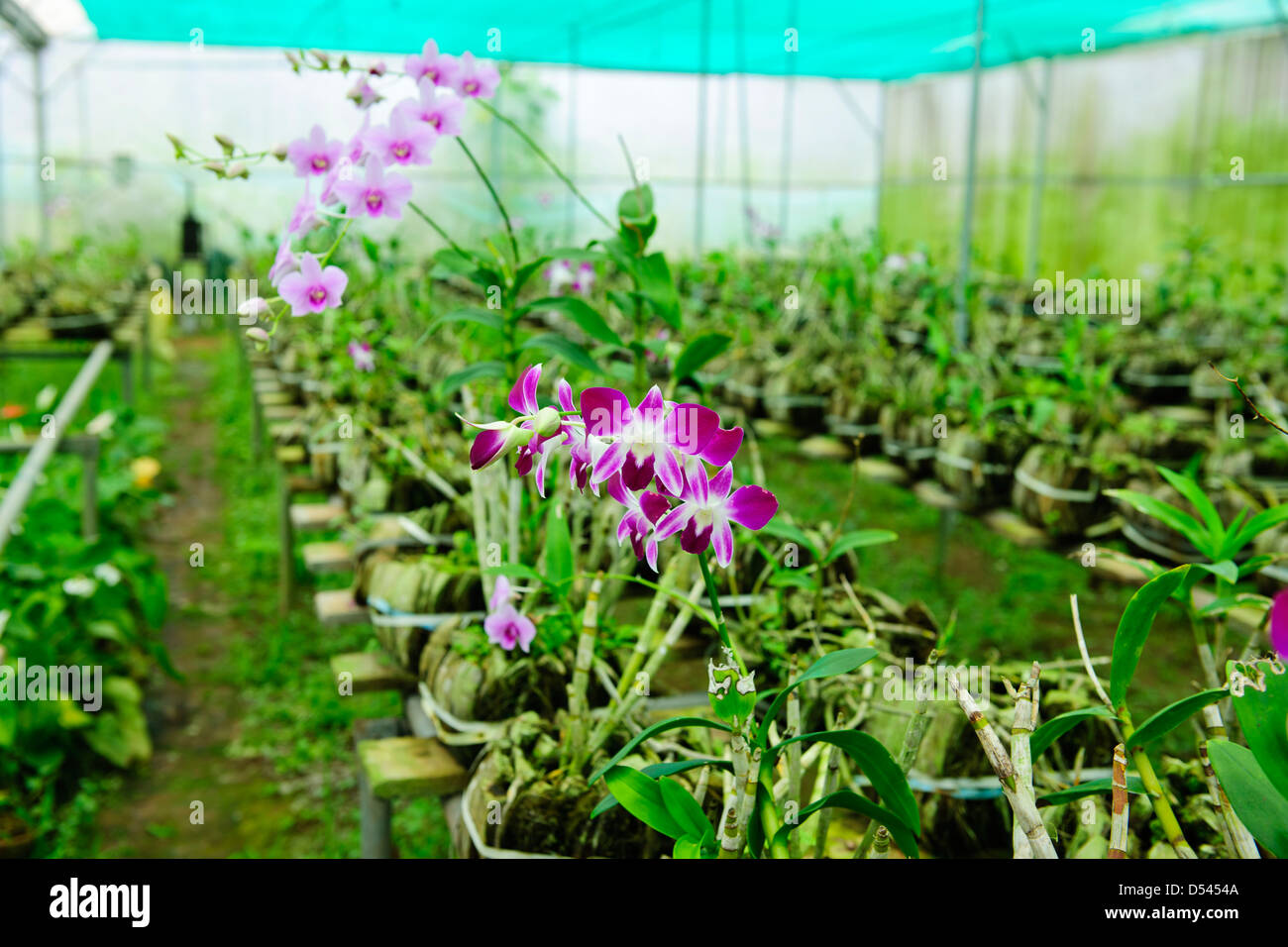 Sippigghat Farm,Spice and Orchid Plants,Pineapple,Ferns,Palm Trees