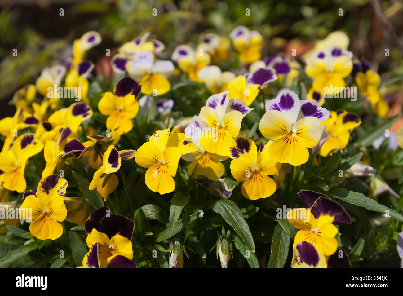 Bright yellow purple and white variated pansy flower Stock Photo