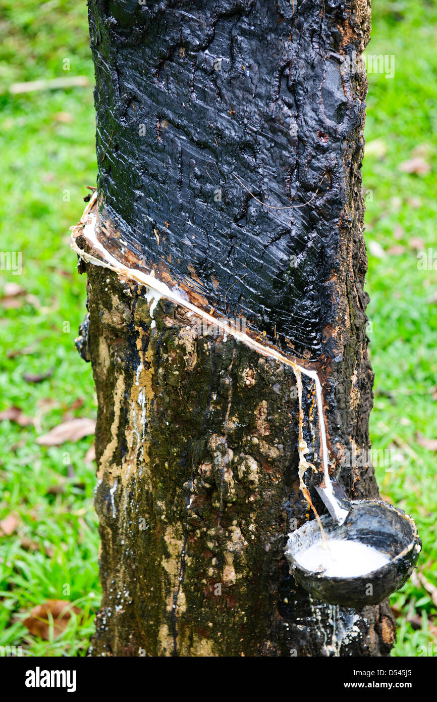 rubber production in india