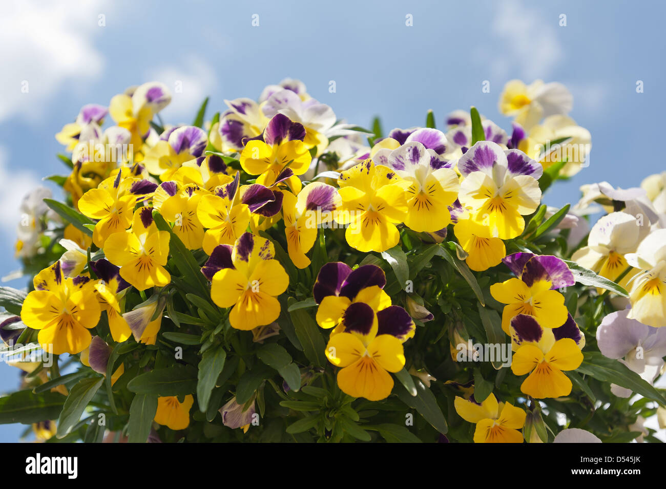 Bright yellow purple and white variated pansy flower Stock Photo
