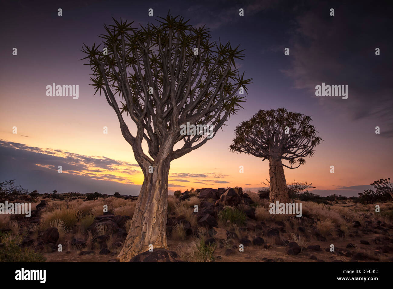 Just after sunset the light turns purple and pastel pink over the landscape of the Quiver Tree Forest in southern Namibia. Stock Photo