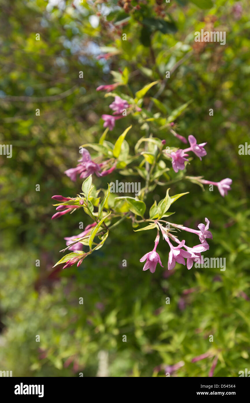 Hanging airy pink jasmine flowers on branch separated from background