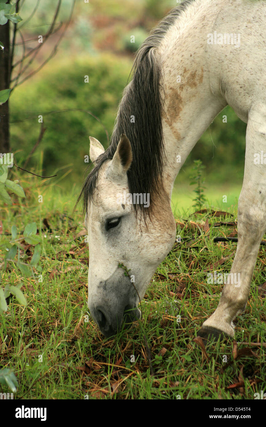 A white horse grazing in a farmers pasture in Cotacachi, Ecuador Stock Photo