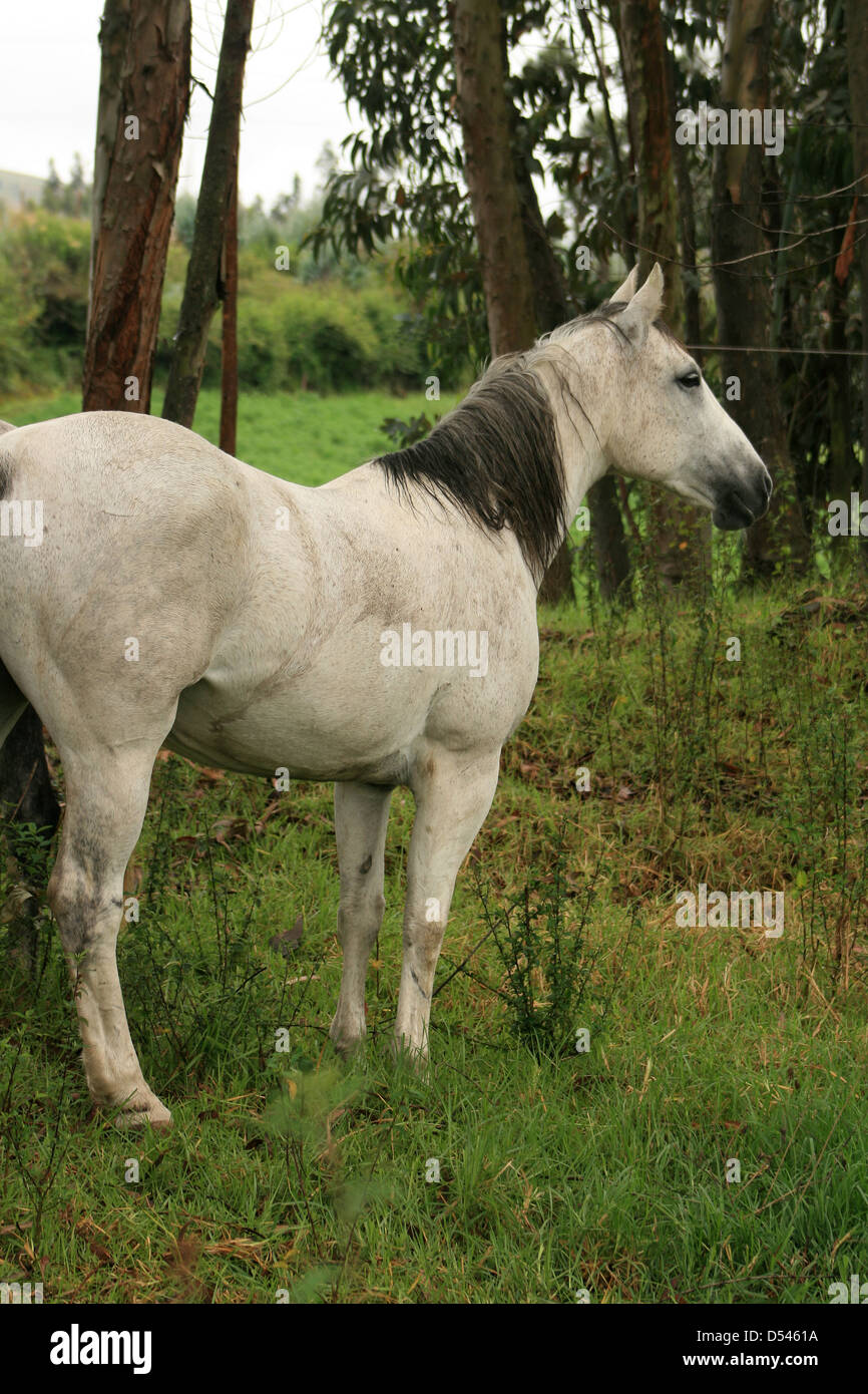 A white horse standing in a wooded pasture on a farm in Cotacachi, Ecuador Stock Photo