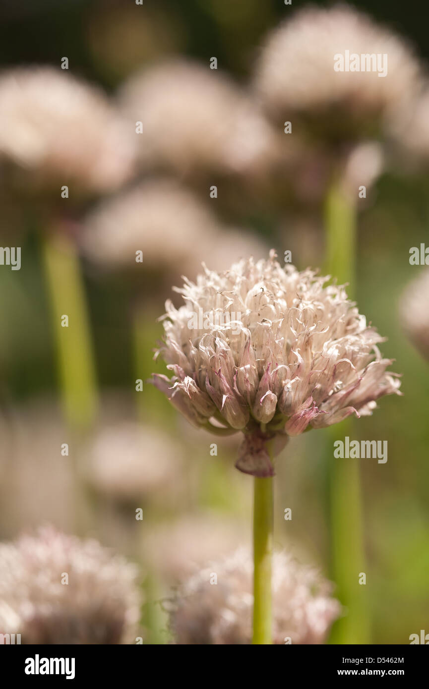 Allium schoenoprasum early stages of flowering chives just after they