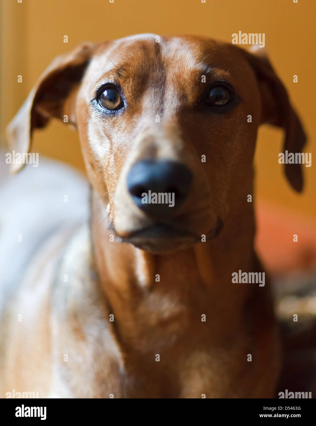Berlin, Germany, German Pinscher in portrait Stock Photo Alamy