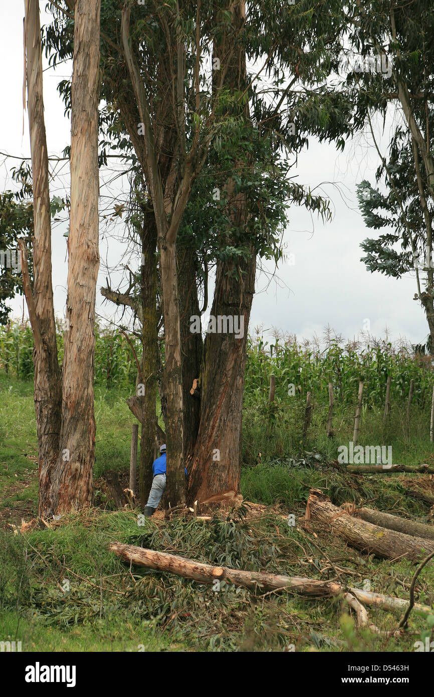 A man cutting down a large Eucalyptus tree in a pasture in Cotacachi, Ecuador Stock Photo