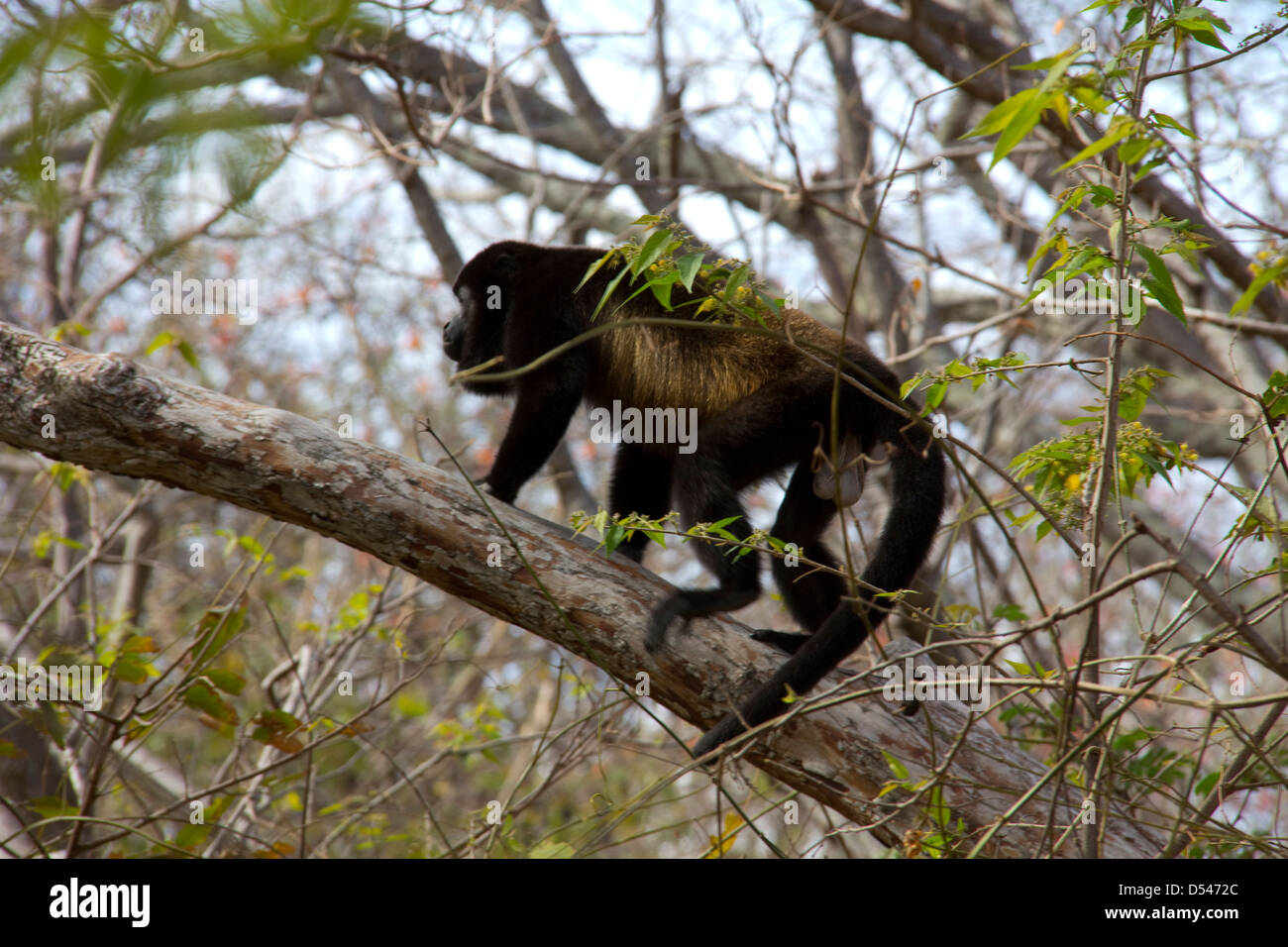 Howler monkey, Morgan's Rock Hacienda & Ecolodge, near San Jaun del Sur, Nicaragua Stock Photo