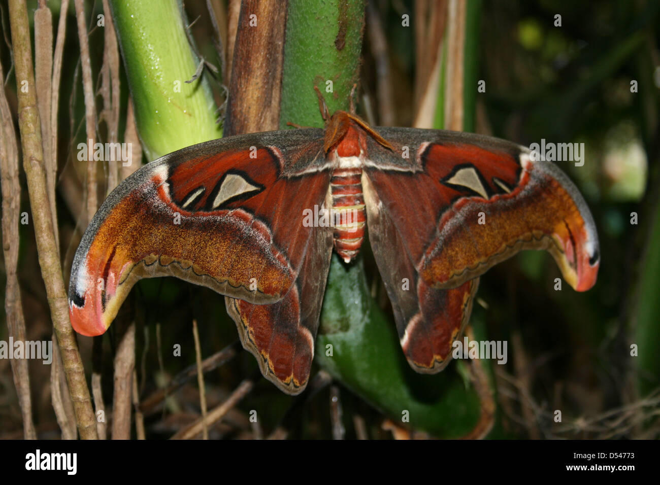 Atlas Moth (attacus atlas) at the Felinwynt Rainforest Centre, Cardigan bay Coast, West Wales Stock Photo