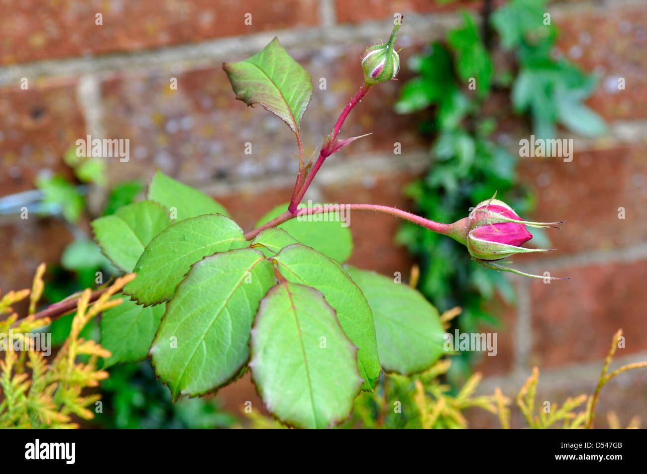 Close-up of the English Rose - Alan Titchmarsh Rose (Ausjive) Stock Photo