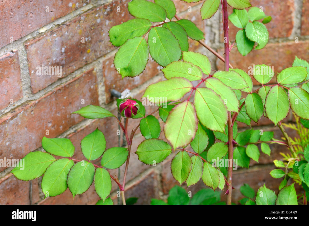 Alan Titchmarsh Rose (Ausjive) Stock Photo