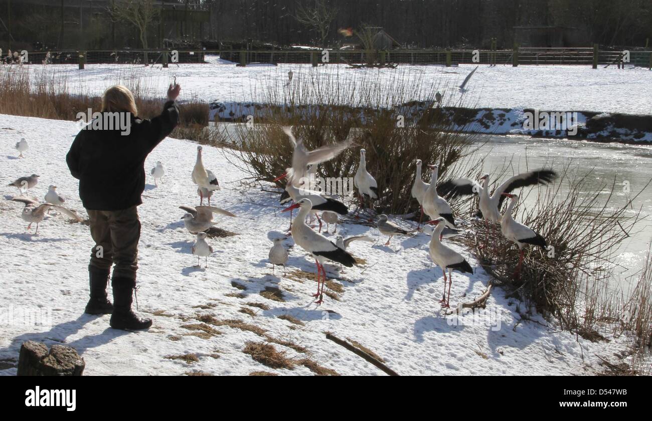 A zookepper feds wild storks in the West Coast park in St. Peter-Ording, Germany, 23 March 2013. One week before Easter they hardly  find something to eat as fields and meadows are still partially covered by a blanket of snow. Photo: Wolfgang Runge Stock Photo