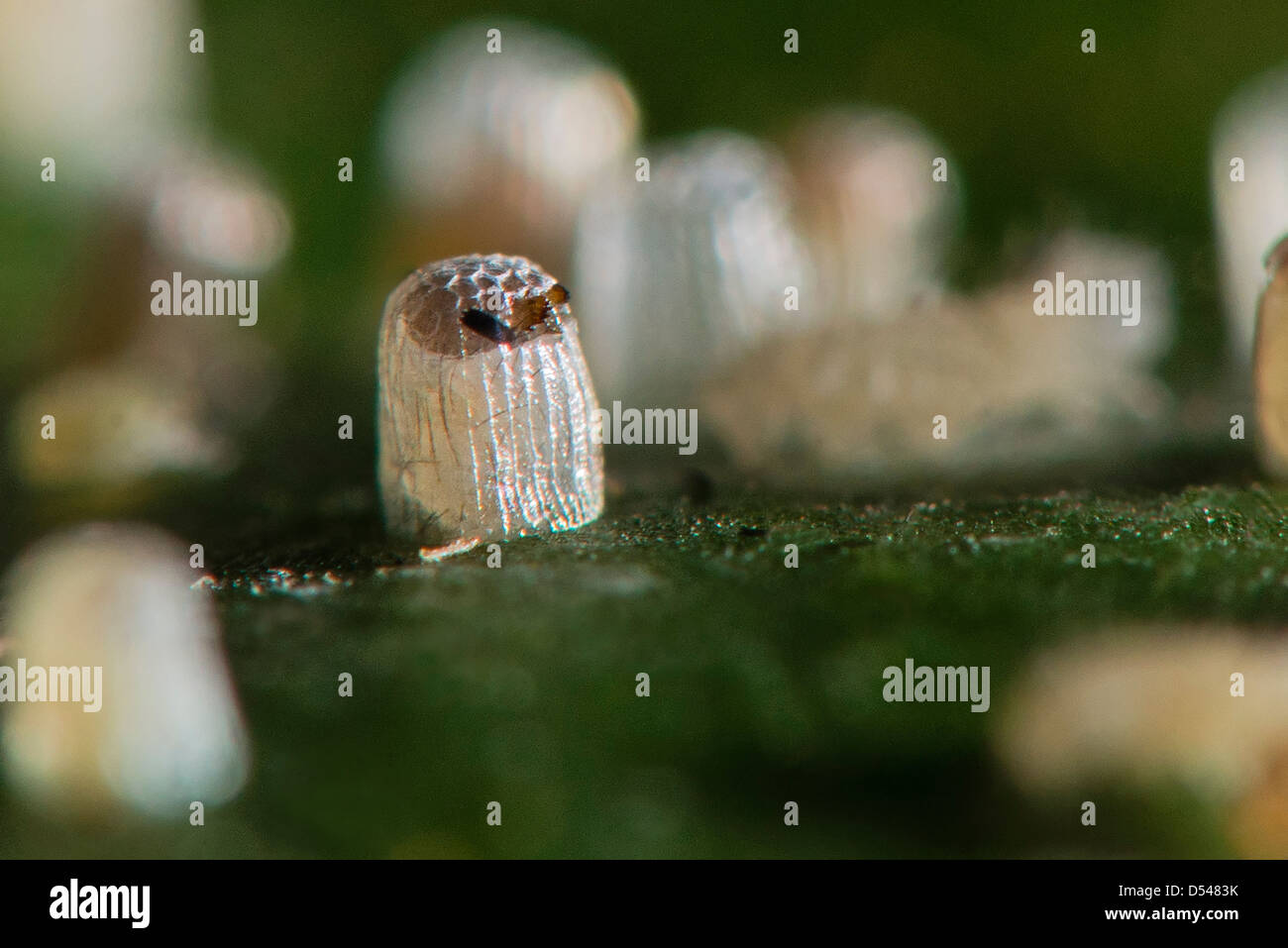 A Glasswing butterfly larva hatching Stock Photo