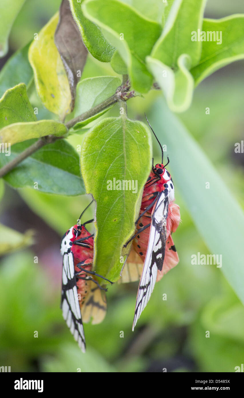 Two Arctiidae tiger moths mating, Malaysia Stock Photo