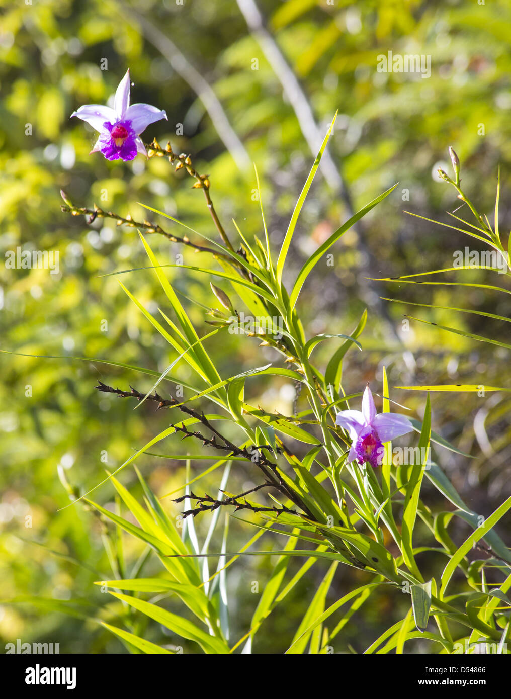 Bamboo Orchid (Arundina graminifolia), Fraser's Hill, Malaysia Stock Photo