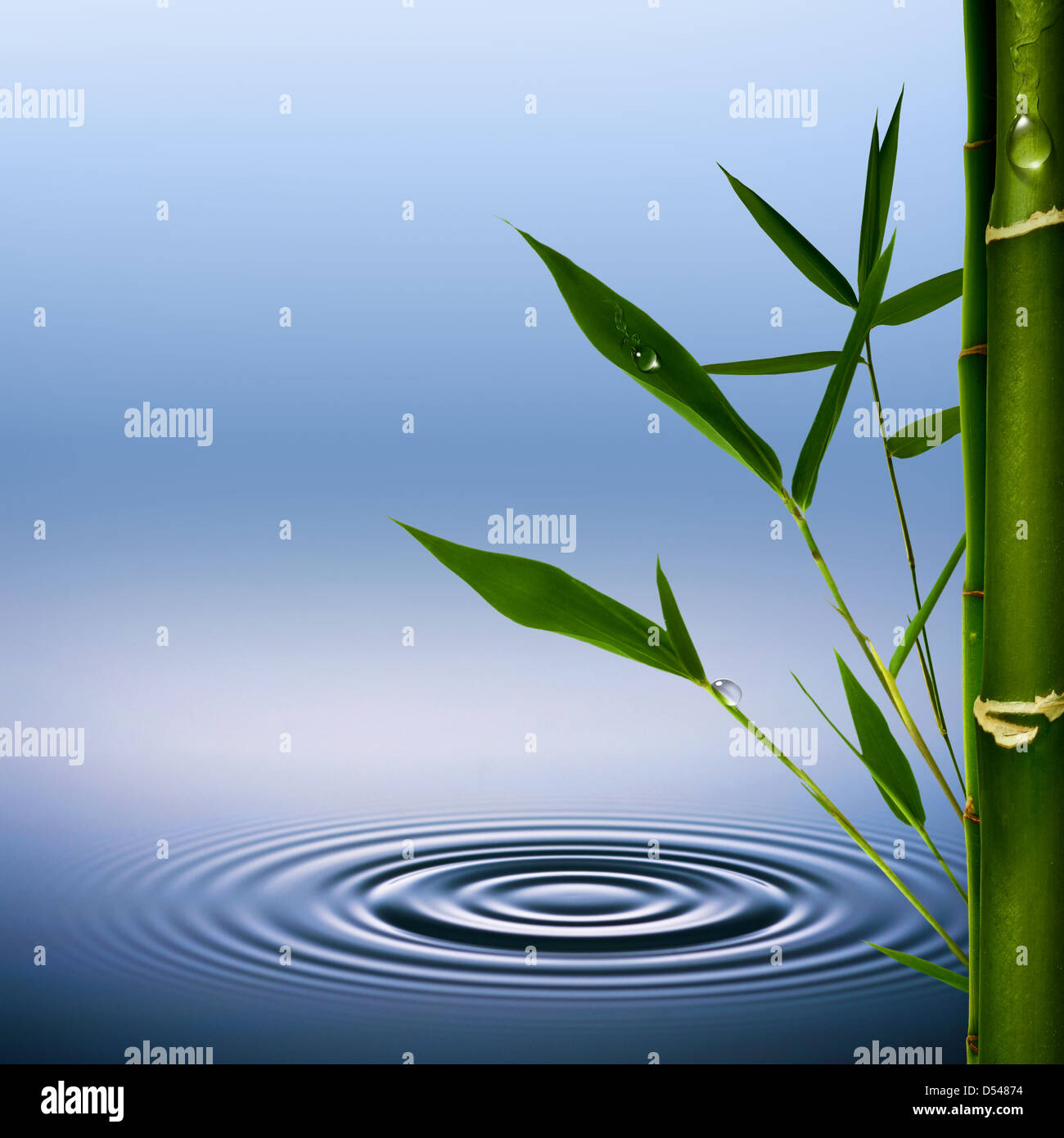 Bamboo grass with dew droplets. Abstract environmental backgrounds Stock Photo