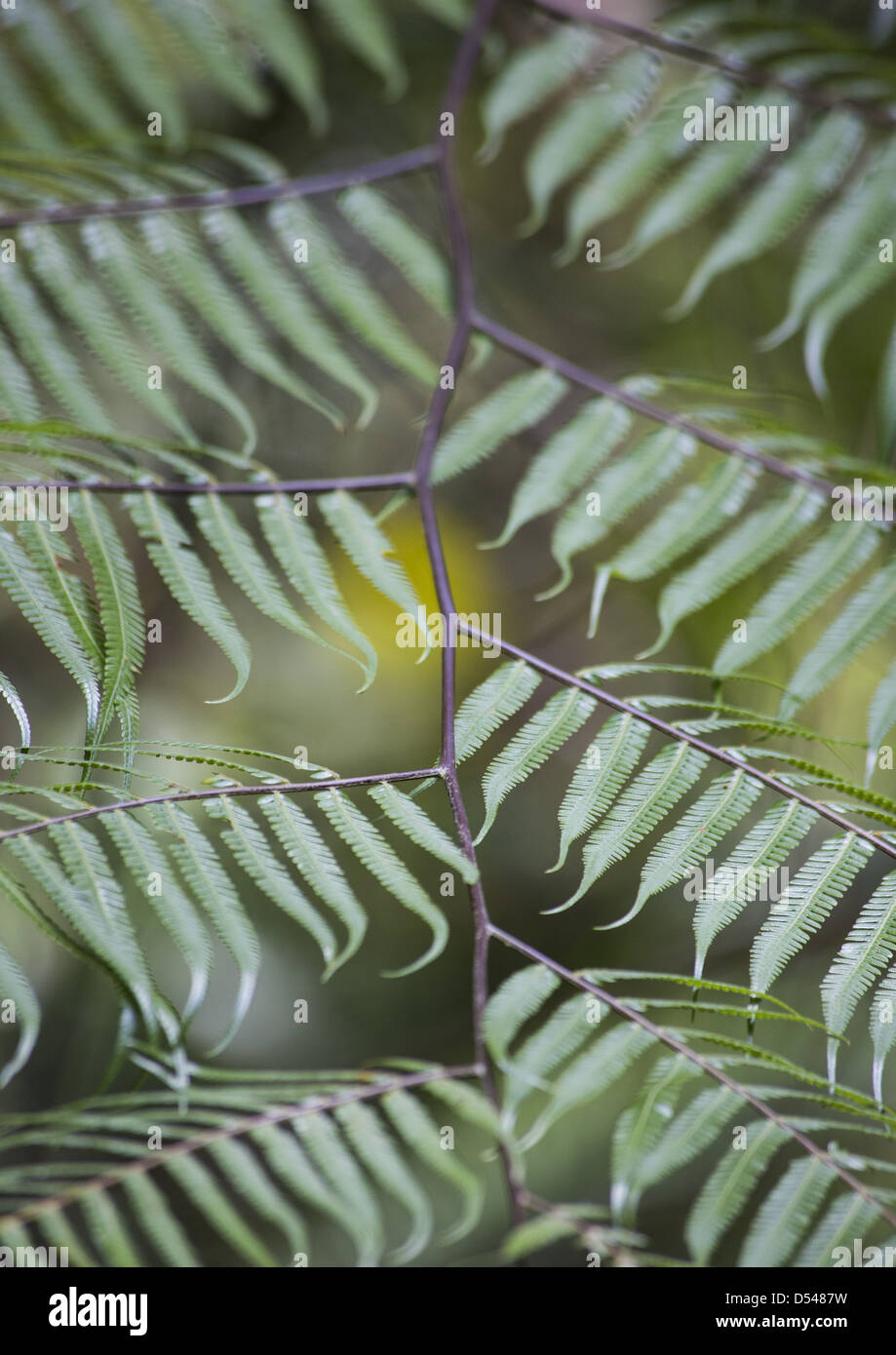 Malaysian tree fern hi-res stock photography and images - Alamy